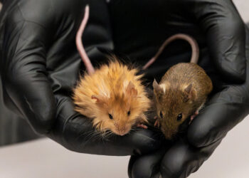 Mice have been genetically engineered to look like mammoths