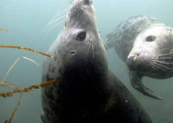 Why don’t seals drown?