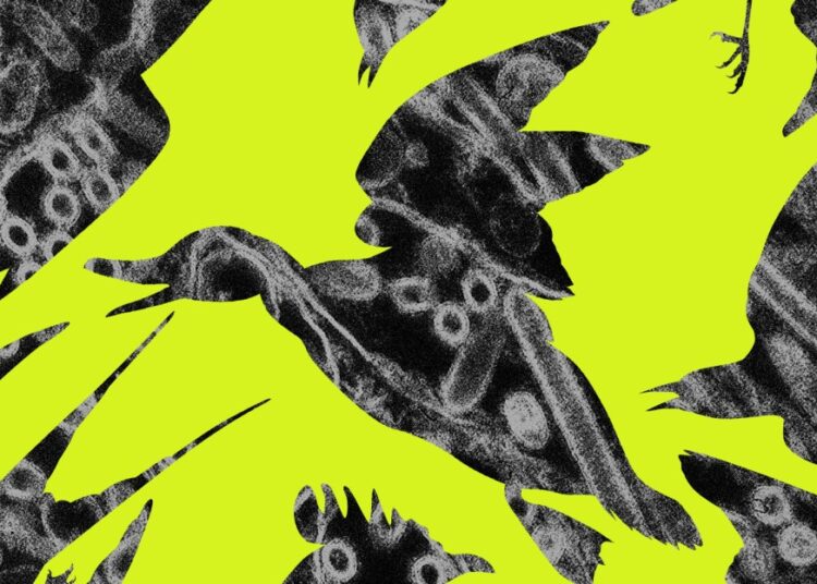 We’ve entered a forever war with bird flu