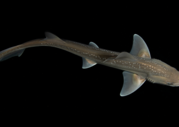 A Shark’s Sounds Are Recorded for What Is Believed to Be the First Time