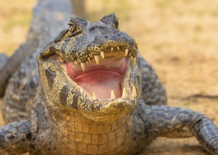 Crocodile Attacks On The Rise In Indonesia