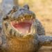 Crocodile Attacks On The Rise In Indonesia