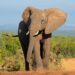 Smart Giants, Smarter Paths: How Elephants Navigate to Save Energy