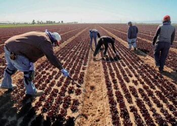 Trump Trade War, Tariffs Hit U.S. Agricultural Sector and Farmers