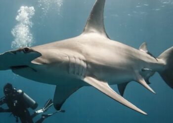 One Photographer’s Quest to Redefine the Shark