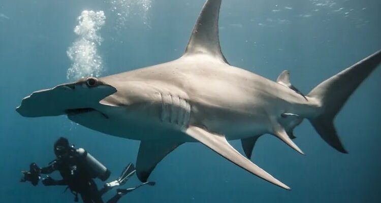 One Photographer’s Quest to Redefine the Shark