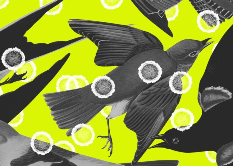 Capitalism vs. the bird flu