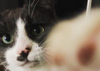 How to Protect Your Cats (and Backyard Chickens) From Bird Flu