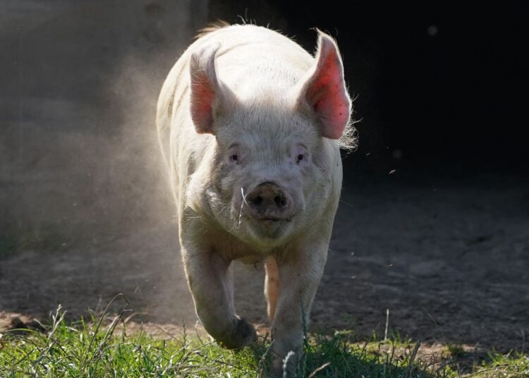 Surgeons carry out world’s first pig-to-human liver transplant | Science, Climate & Tech News