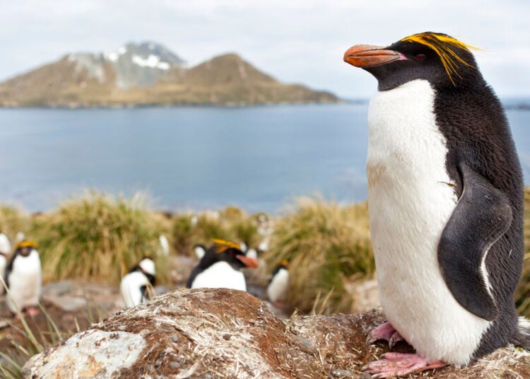 Iceberg was a wildlife concern – but South Georgia is a conservation success story | Science, Climate & Tech News