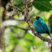 Discovering Amazing Wildlife Along the Panama Canal
