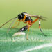 Wasps stole genes from viruses