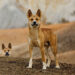 Australia’s dingoes are becoming a distinct species