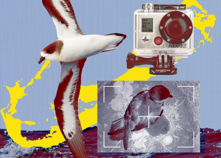Hacking GoPros to help save the Atlantic’s rarest bird