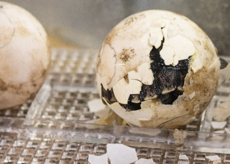 An Endangered Galápagos Tortoise Is a First-Time Mother at 100