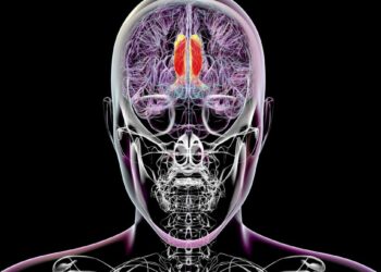 Scientists Think They’ve Found the Region of the Brain That Regulates Conscious Perception