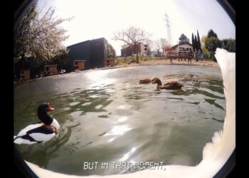 Influential Berlin Gallery Peres Projects Placed Under Insolvency