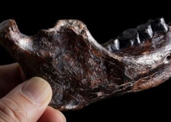 Mystery Fossil From Taiwan Identified As Denisovan – A Game-Changer for Human Evolution