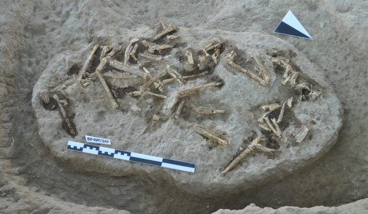 10-Million-Year-Old Secrets: Ancient Fossils Rewrite the Story of Mammal Evolution