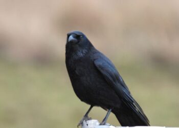 A crow’s math skills include geometry : NPR