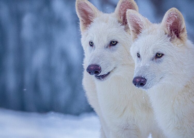 Pups with extinct dire wolf traits bred by biotech company : NPR