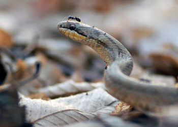 Snakes may have once faced a vicious enemy: the humble ant