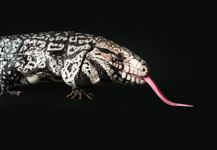 AI Cracks 20-Year Fossil Mystery, Reveals Giant Lizard Once Roamed Ancient America