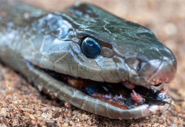 Human “Super Immunity” – Man Bitten by Snakes Over 100 Times Helps Create Revolutionary Antivenom
