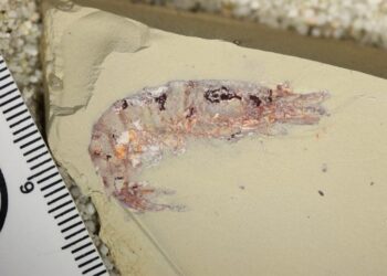 Why Do Some Ancient Creatures Leave Fossils While Others Disappear?