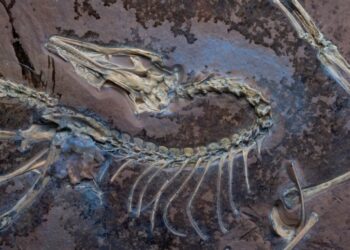 Extraordinary Fossil Find Proves Dinosaurs Took Flight
