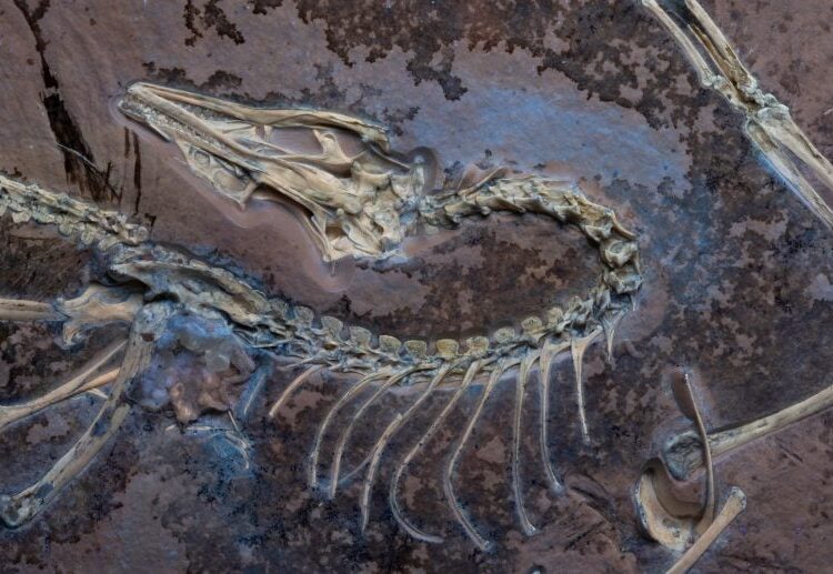 Extraordinary Fossil Find Proves Dinosaurs Took Flight