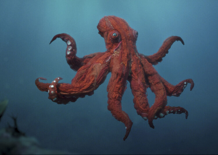 ‘Octopus!’ Review: Phoebe Waller-Bridge’s Witty Underwater Journey