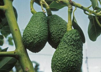 ‘Green Gold’ Review: How the Avocado Grew on Us