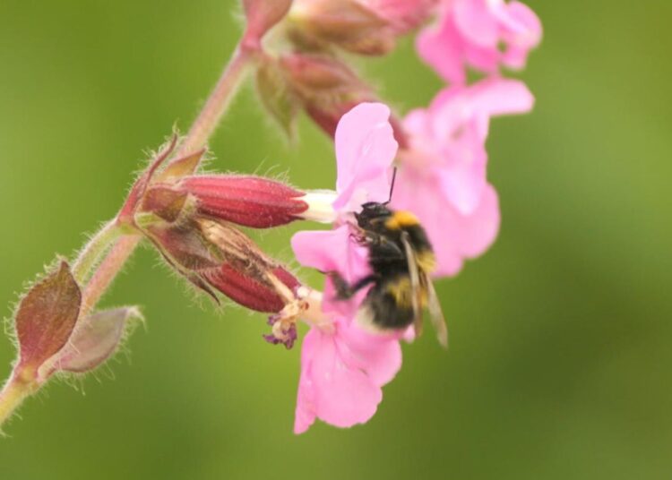 Scientists embark on crucial study to save Britain’s bees | Science, Climate & Tech News
