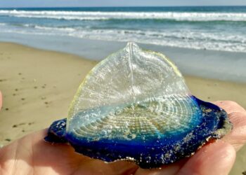 By-the-wind sailors wash up on California beaches : NPR