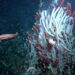 Tubeworms live beneath the planetary crust around deep-sea vents