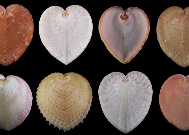 Heart-cockle shells may work like fibre-optic cables