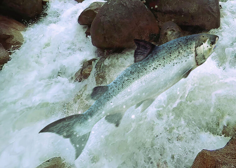 Norway’s Atlantic salmon risks going the way of the panda