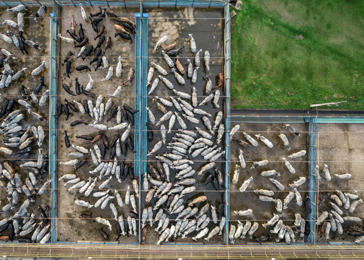 The world’s biggest food company plans to beef up in America