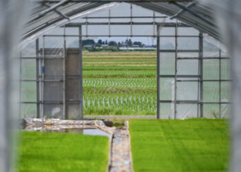 Japan is obsessed with rice. And prices have gone ballistic