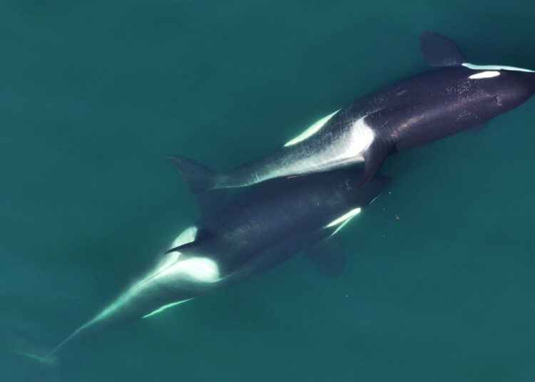 Killer whales appear to craft their own tools