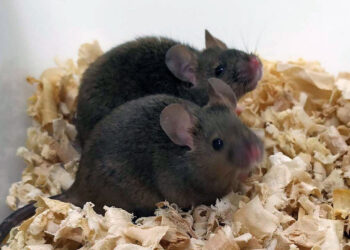 Scientists have created healthy, fertile mice with two fathers