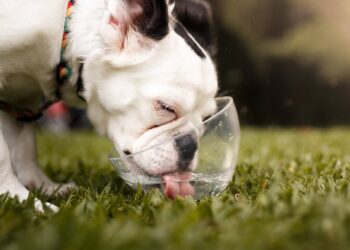 Should I Take My Dog Out In This Heat?