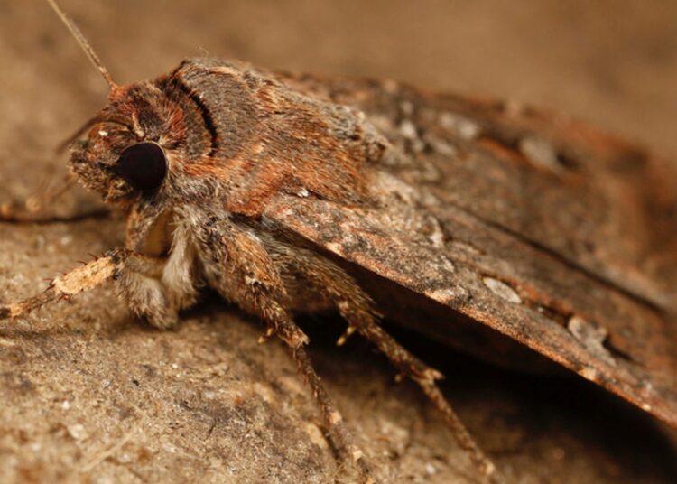 Australian Moth Migrates More Than 600 Miles By Using The Stars, Study Finds