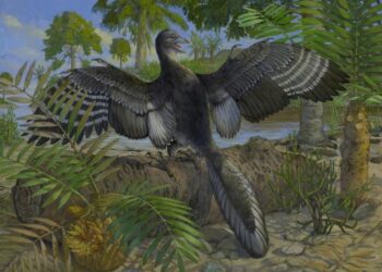 New Archaeopteryx Fossil Rewrites Early Bird Evolution