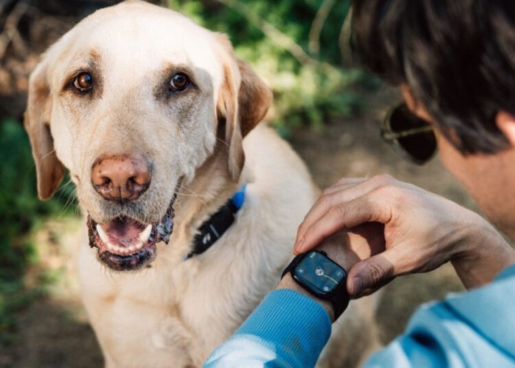 Fi’s AI dog collar lets you monitor pet behavior via Apple Watch