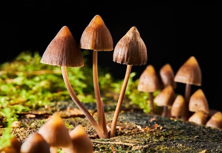 Natural Compound From Mushrooms Could Benefit People With Cancer and Major Depression