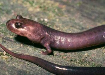 Ancient Monster Salamander With “Power Jaws” Discovered in Tennessee