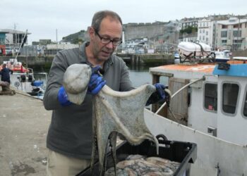 Octopus boom along England’s southwest coast down to ‘perfect storm’ | UK News