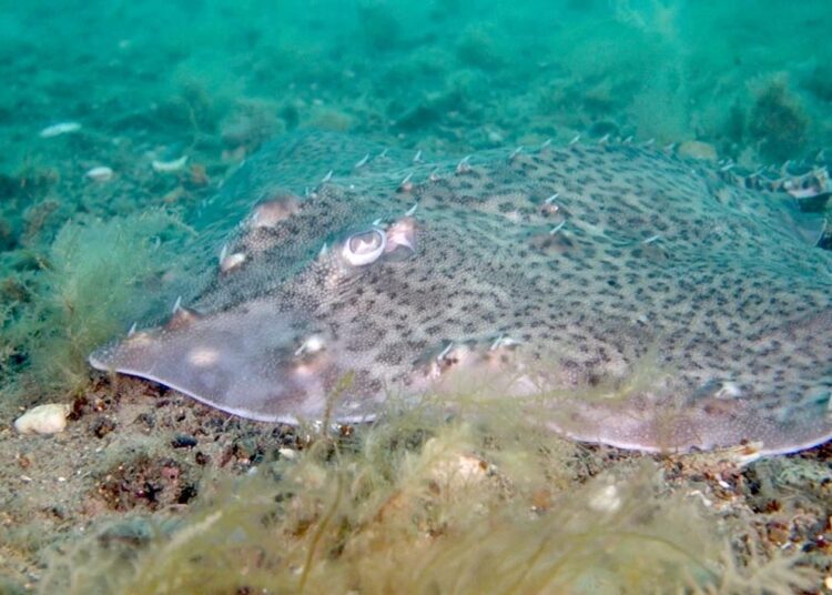 Endangered rays, sharks and native oysters ‘could thrive’ despite climate change, report claims | UK News